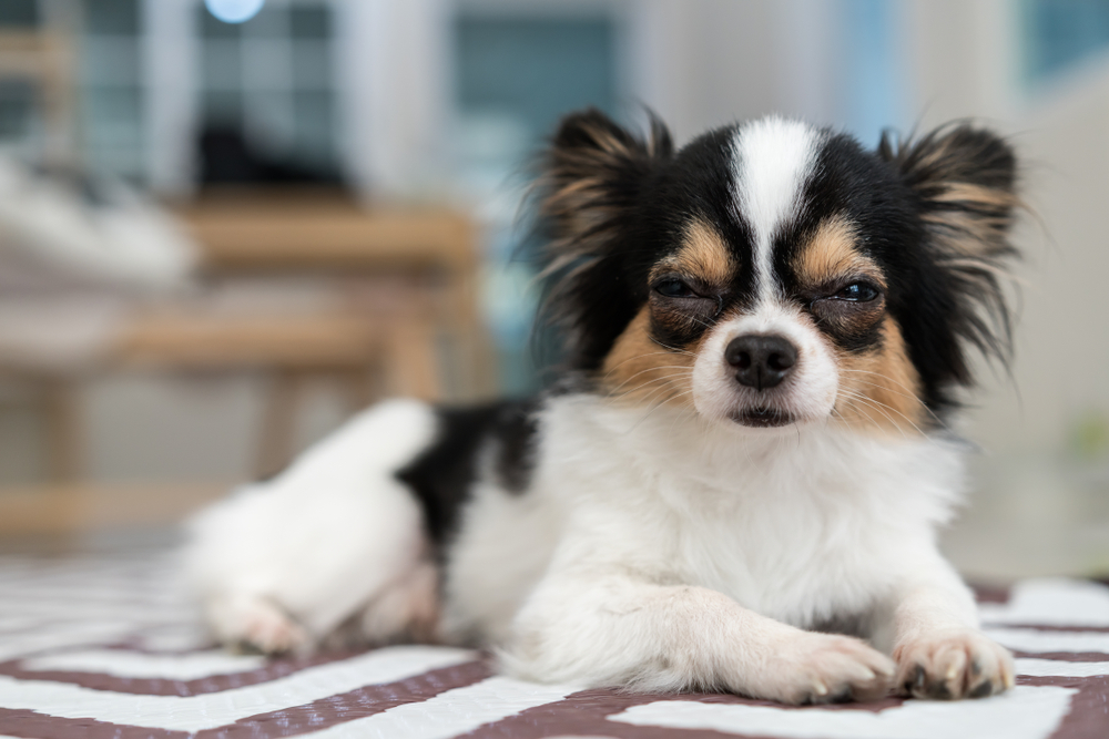 Black, white and brown long haired Chihuahua laying on a mat and squinting