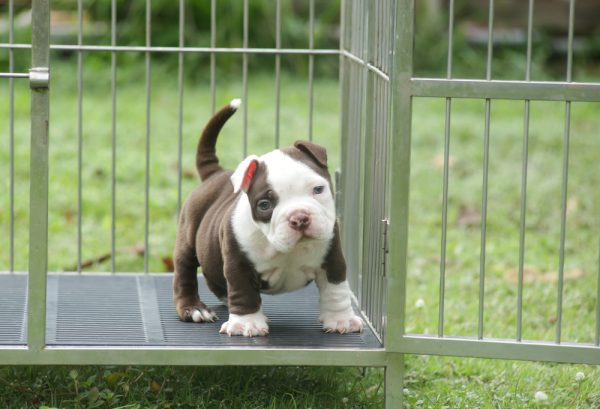 Brown and white American Bull puppy in a cage