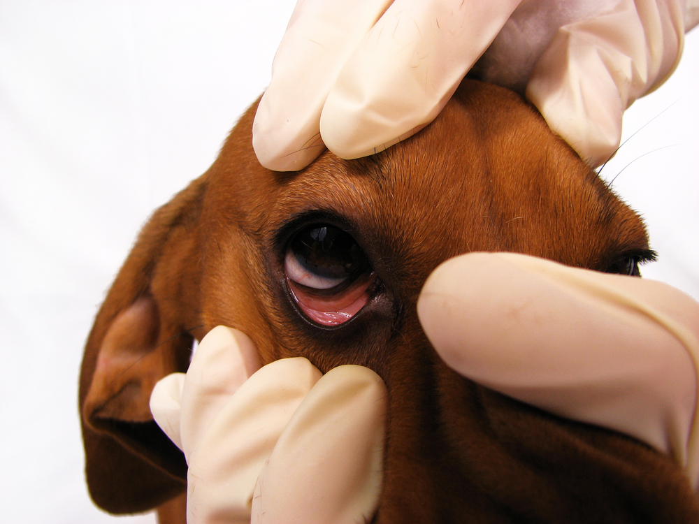 Vet checking a dog's eye for any foreign objects