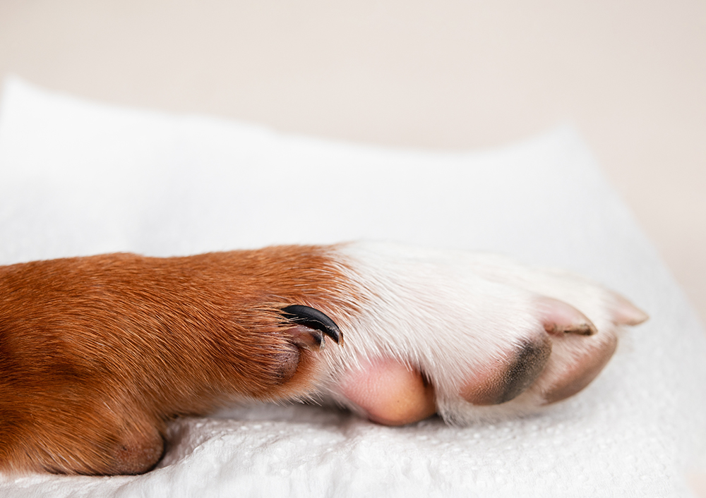 Split dewclaw on dog paw