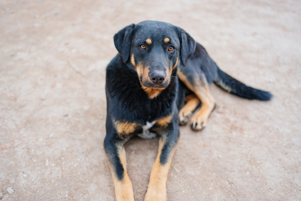 stray dog lying on the ground