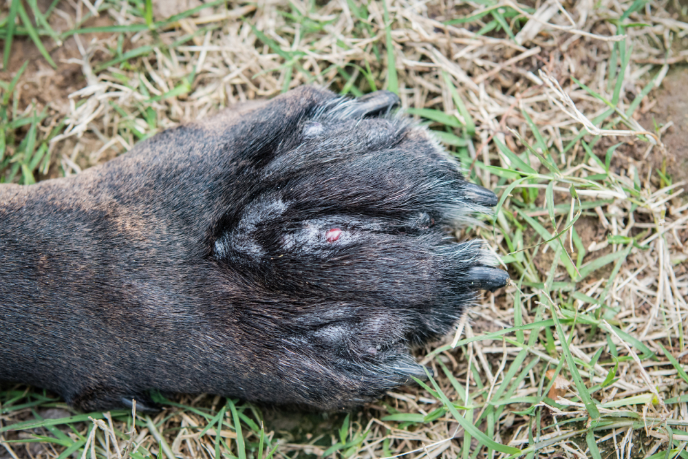swollen dog paw with open wounds as a result of a severe infection caused by environmental allergies (canine atopic dermatitis)