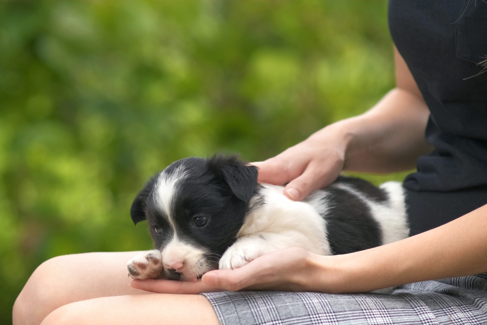 woman-holding-small-puppy-on-her-lap