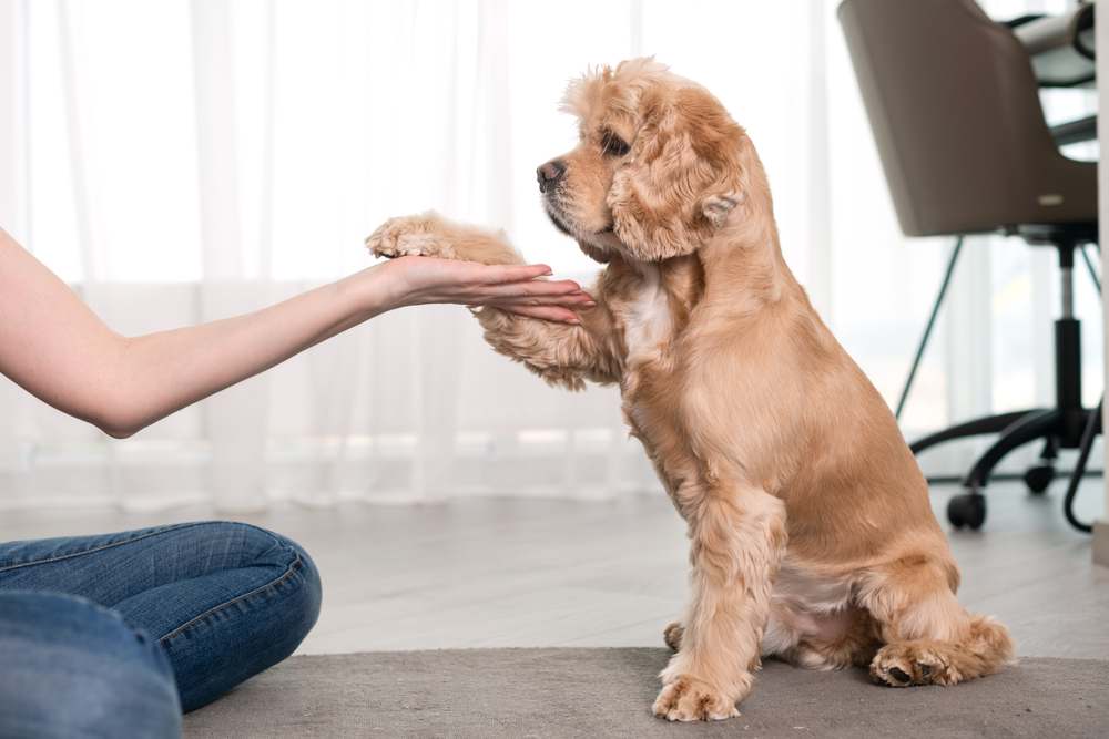 woman training her dog at home