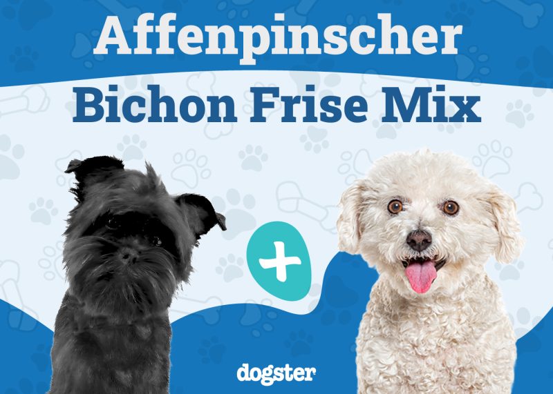 Affenchon - Affenpinscher Bichon Mix