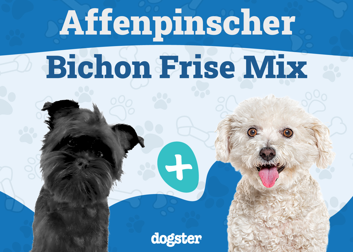 Affenchon - Affenpinscher Bichon Mix