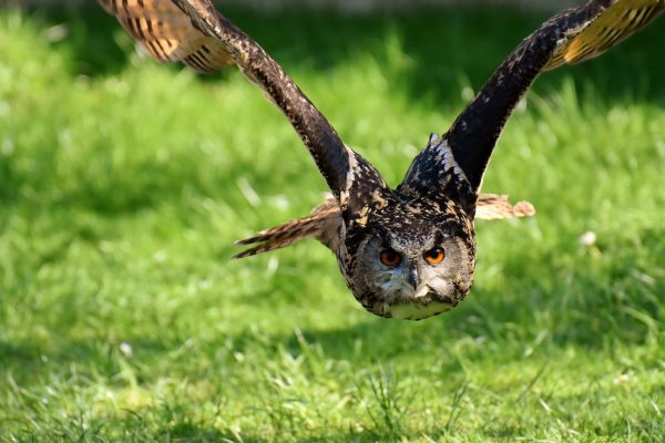 An owl about to swoop on a prey
