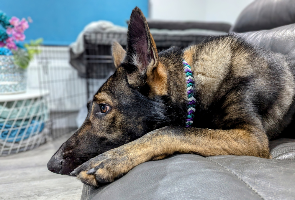Another photo of Kodah in his collar.jpg