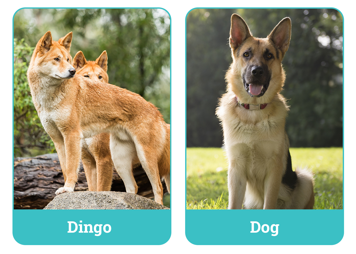 Dingo vs Dog Side by Side