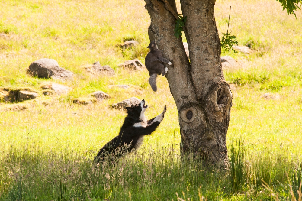 Dog chasing a cat running up a tree