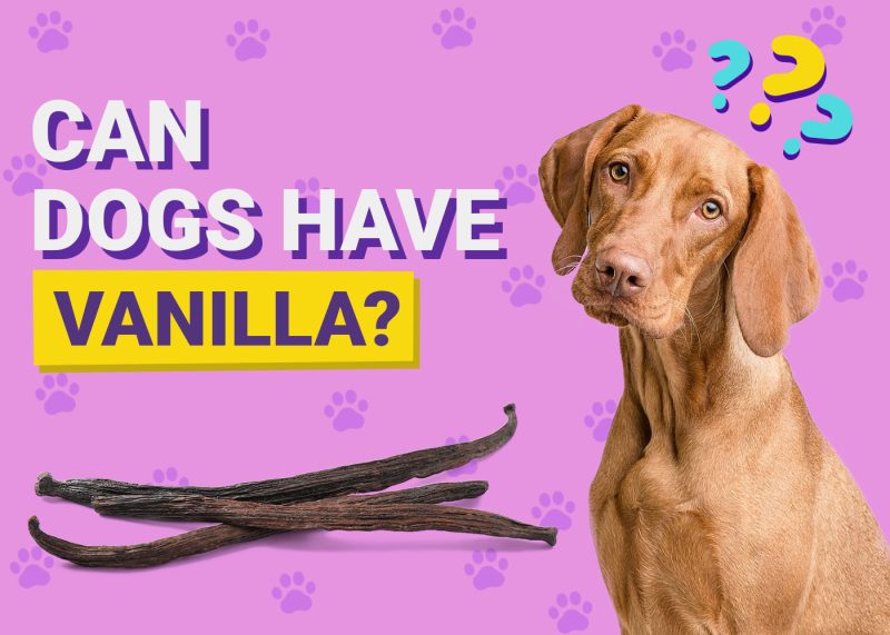 Dogster-Can-Dogs-Have-Vanilla