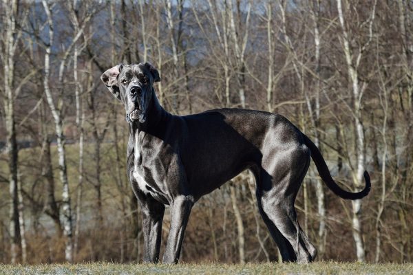 Great Dane outdoor