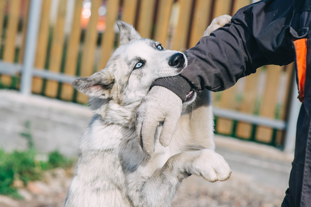 Husky Dog Biting Dog Training