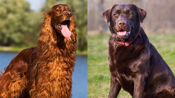 Irish Setter Lab Mix