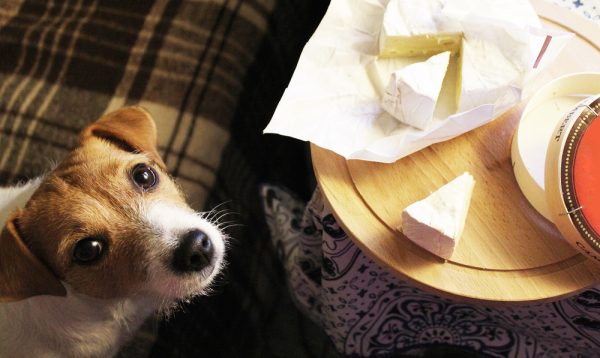 Jack-Russell-Terrier-begging-the-hostess-cheese