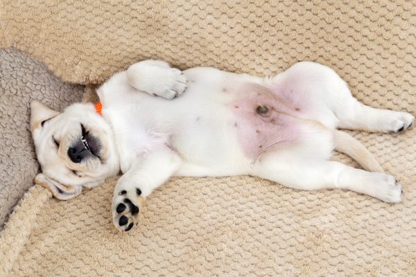 Labrador Retriever puppy lying on its back