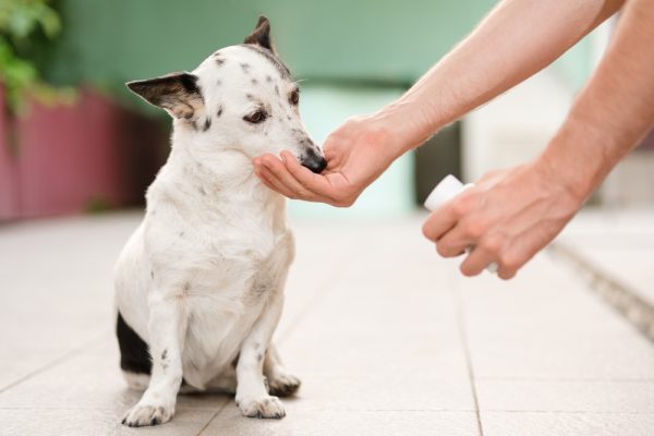 Man's hand giving cute small black and white dog medicine