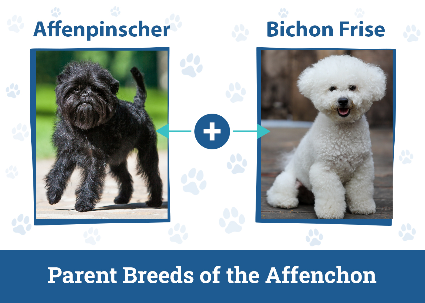 Parent Breeds of the Affenchon