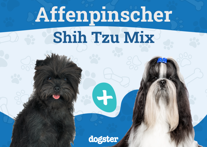 Parent of the Affen Tzu Dog
