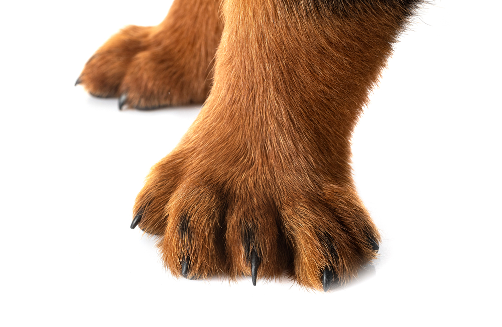 Polydactyl puppy