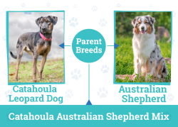 Catahoula Australian Shepherd Mix: Info, Pictures, Care Guide & More