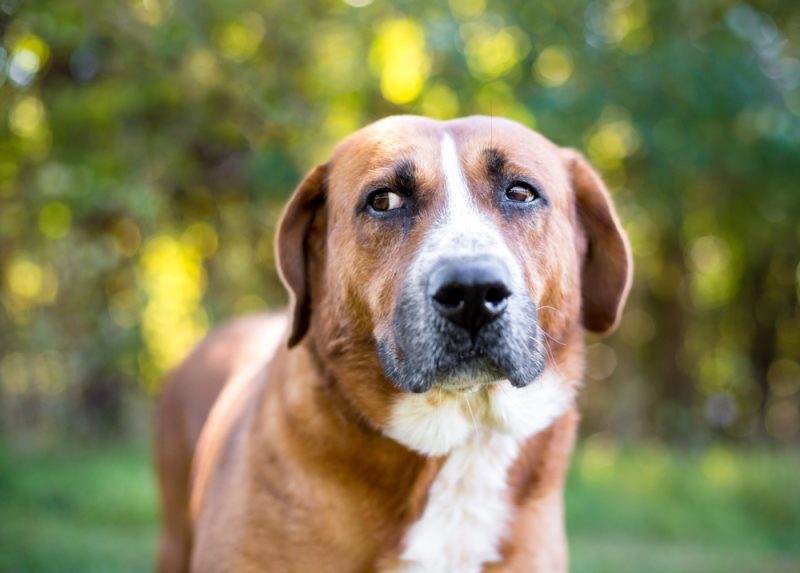 Uncomfortable dog looking aside