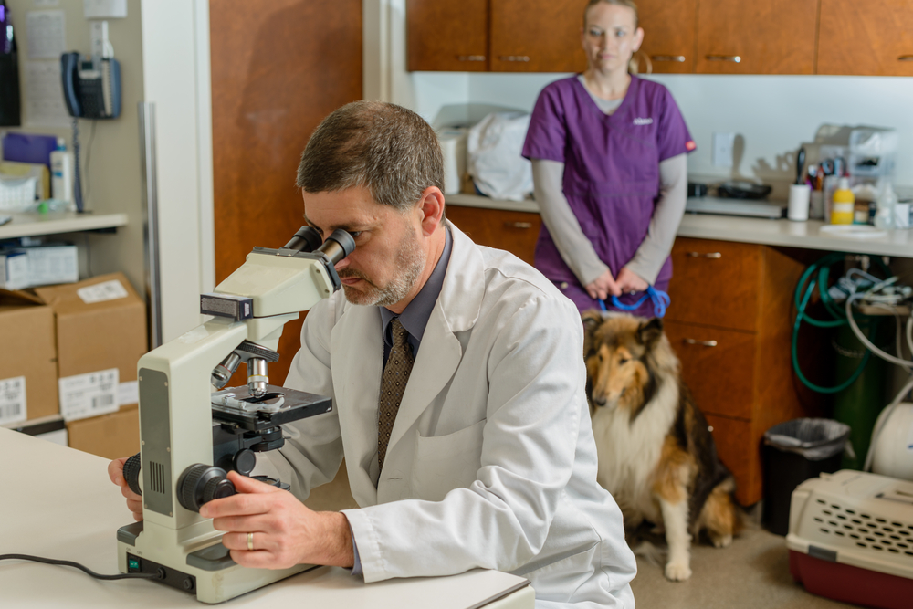 Vet checking something with a microscope while vet tech and dog look on