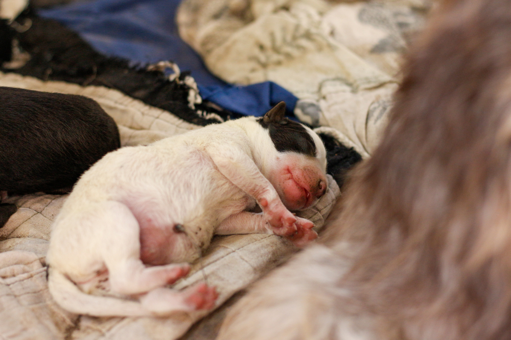Weak-looking newborn puppy on the bed