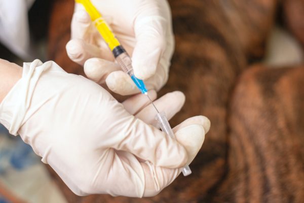 a veterinarian with a syringe euthanizes a dog
