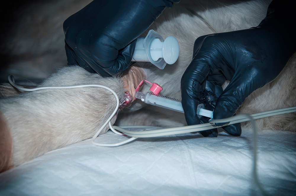 administration of euthanasia of a dog