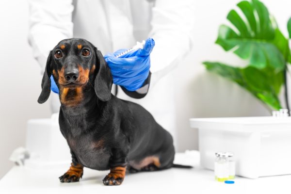 black dachshund getting a vaccine