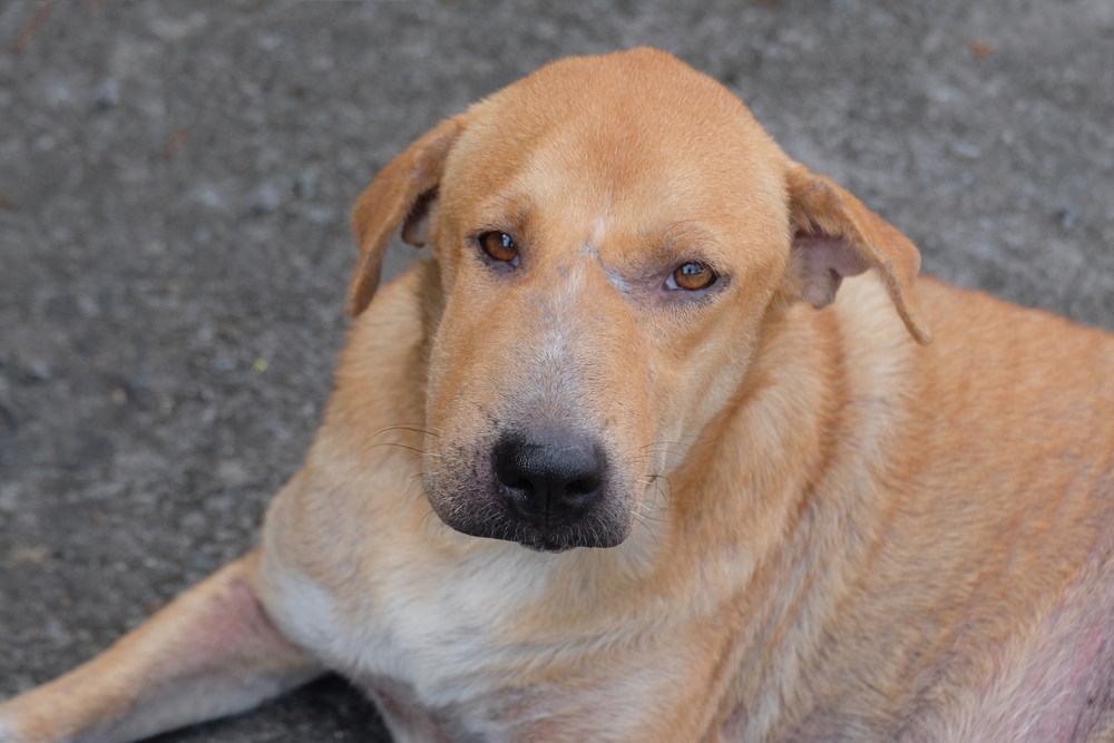 brown dog with swollen face