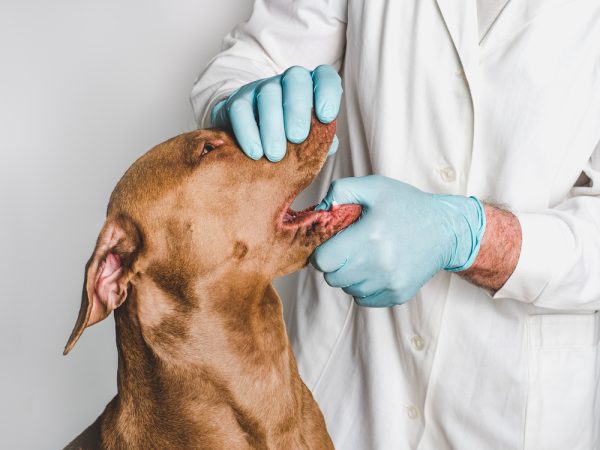 are-antlers-good-for-dogs-vet-reviewed-facts-safety-dogster