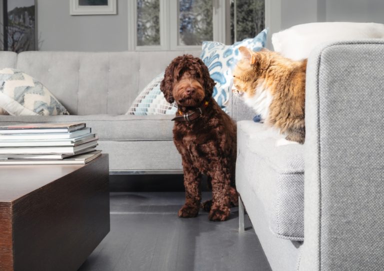 Why Do Dogs Hate Cats? Myths vs. VetVerified Facts Dogster