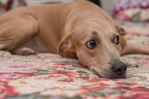 dog lying on the carpet and staring