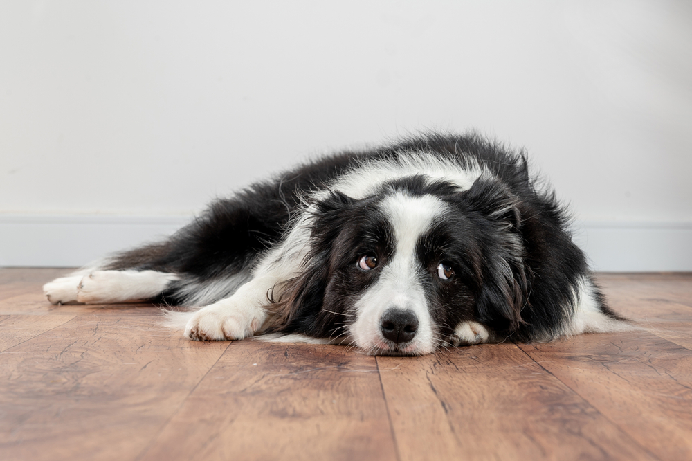dog lying on the floor