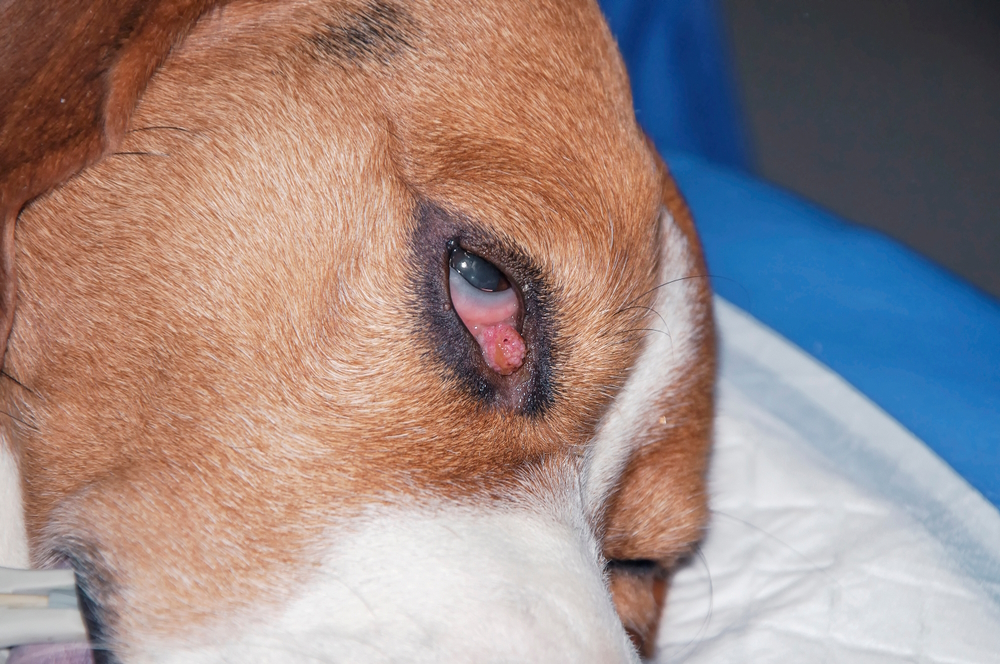 dogs-eye-with-papilloma
