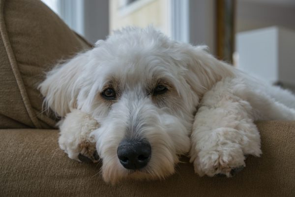 goldendoodle dog lying on the couch