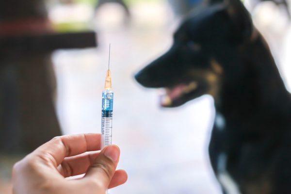 hand holding syringe for rabies vaccine with a black dog in the background