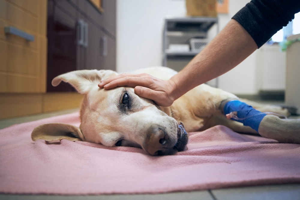 man stroking his sick dog in animal hospital