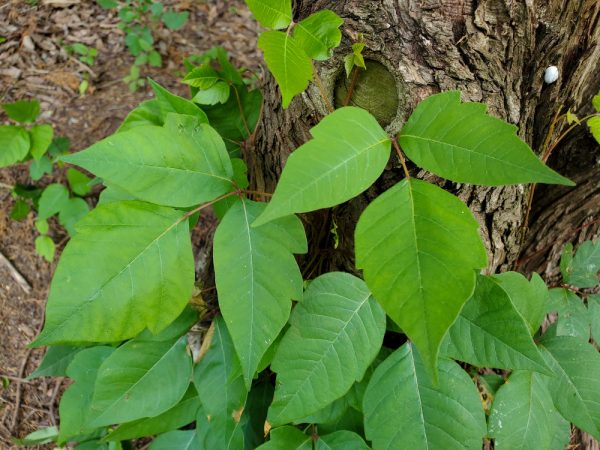 poison ivy