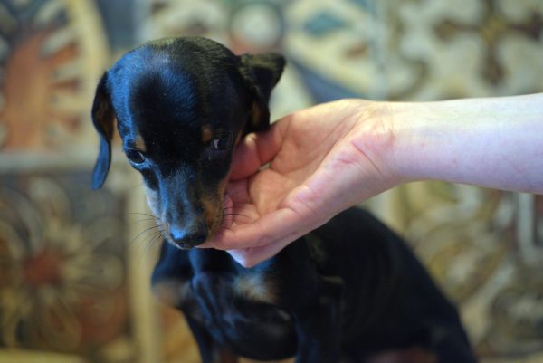 puppy with hydrocephalus