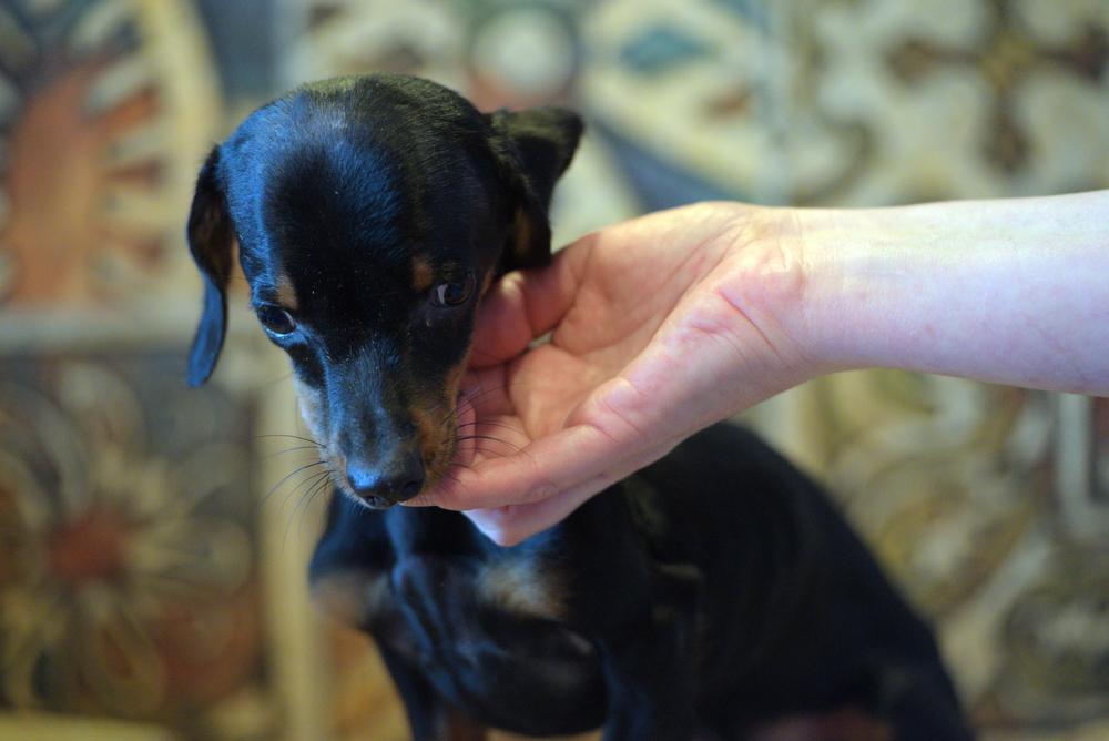 puppy with hydrocephalus