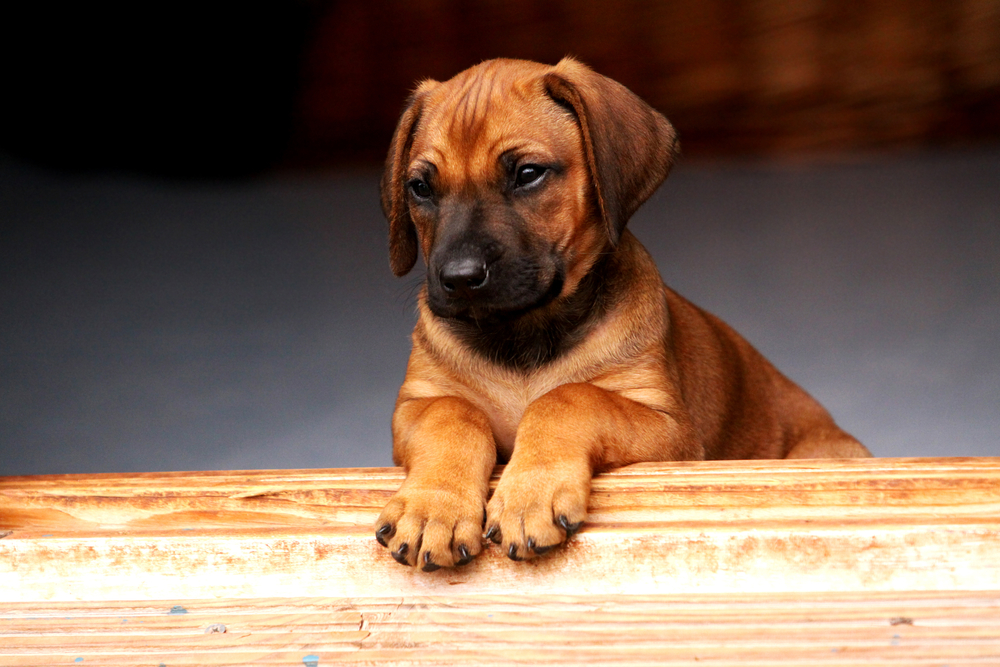 rhodesian ridgeback puppy
