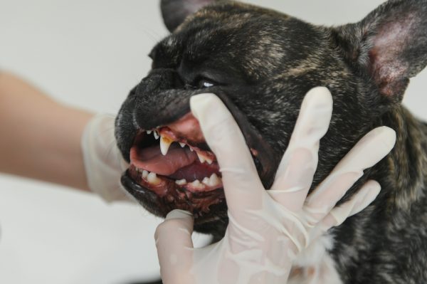 vet checking a french bulldog's teeth
