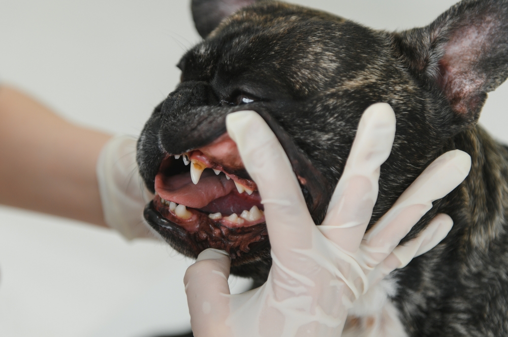 vet checking a french bulldog's teeth