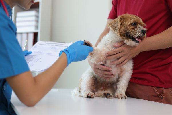 vet examining dogs feet