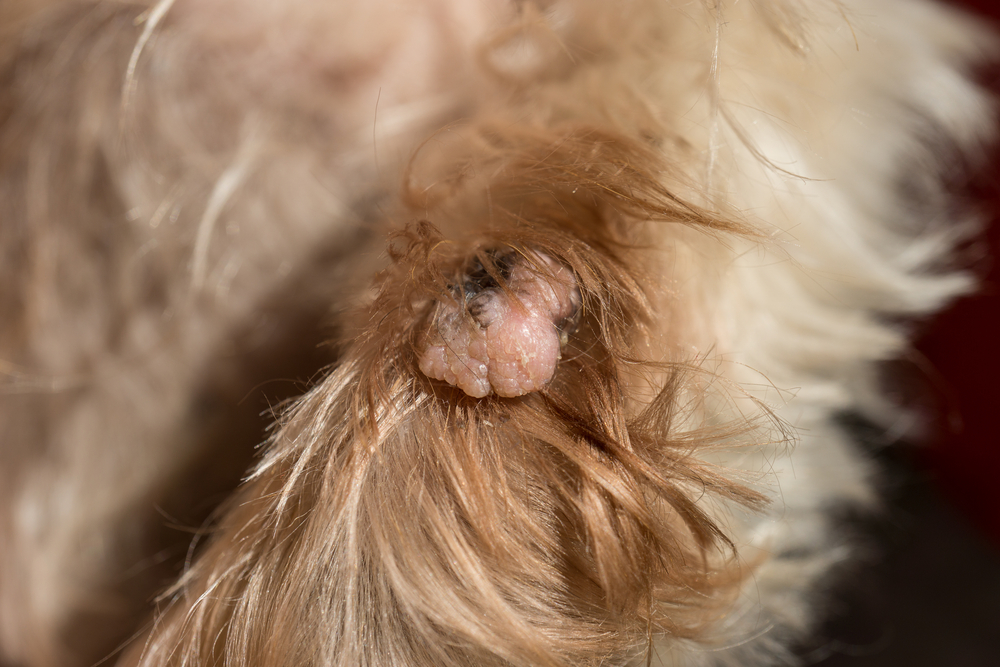 wart on dog's paw