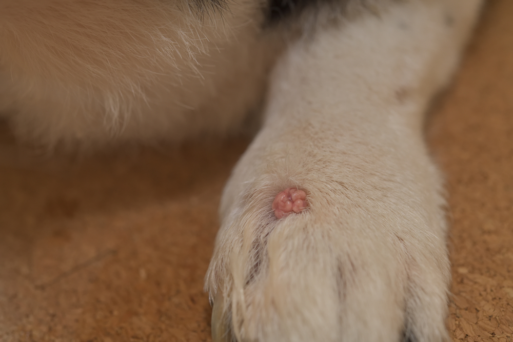 wart on dog's skin