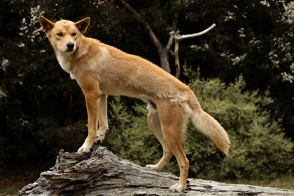 wild dingo standing on the log